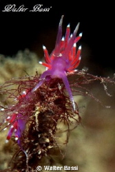 flabellina by Walter Bassi 